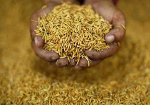 برنج های تایلندی در راه ایران